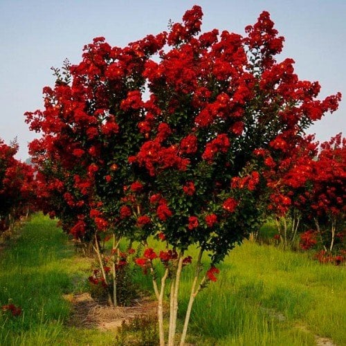 Lagerstroemia indica-Oya Ağacı 80-120 cm