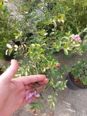 Lagerstroemia indica-Oya Ağacı 80-120 cm