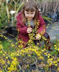 Altın Çanı - Forsythıa Fidanı 80-120 cm