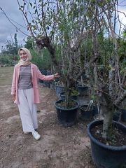 Japon Eriği Fidanı 25 Yaş-Gövde Çapı 50-60  cm