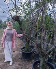 Japon Eriği Fidanı 25 Yaş-Gövde Çapı 50-60  cm