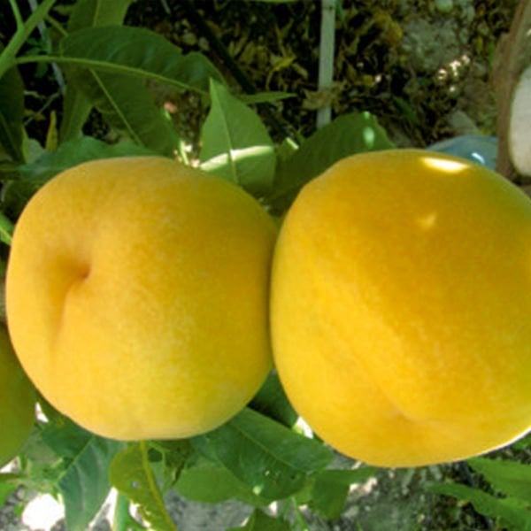 Yerli Karadeniz Şeftali Fidanı 130-160 cm