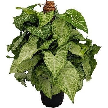 Syngonium podophyllum Ok Başı Sarmaşığı-40-60 cm-Saksıda