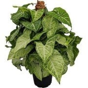 Syngonium podophyllum Ok Başı Sarmaşığı-40-60 cm-Saksıda