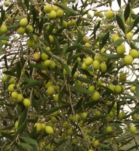 Zeytin (Gemlik) Fidanı 4 Yaş 150-180 cm-Tüplü