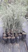 Zeytin (Gemlik) Fidanı 4 Yaş 150-180 cm-Tüplü