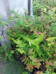 Hypericum hircinum Ssp majus ( Büyük Tekeotu ) 50-100 cm