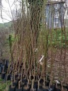 Badem Teksas Fidanı 130 cm-Tüplü