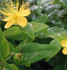 Hypericum hircinum Ssp majus ( Büyük Tekeotu ) 50-100 cm