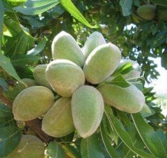 Badem Teksas Fidanı 130 cm-Tüplü