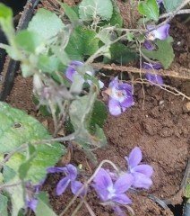Viola Odorata-Kokulu Küçük Çiçekli Mor Bahçe Menekşe