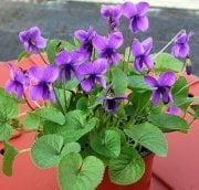 Viola Odorata-Kokulu Küçük Çiçekli Mor Bahçe Menekşe