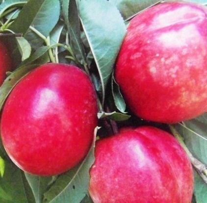 Nektarin (Caldesi) Fidanı 150-200 cm-Açık Köklü