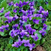 Viola Odorata-Kokulu Küçük Çiçekli Mor Bahçe Menekşe