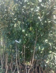 Armut ( Starkrimson-Kırmızı Armut) Fidanı 140-180 cm-4 Yaş-Tüplü