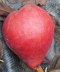 Armut ( Starkrimson-Kırmızı Armut) Fidanı 140-180 cm-4 Yaş-Tüplü