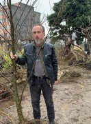 Alnus Cordata-Kızılağaç Fidanı 300-400 cm Boy Gövde Çevresi 22-26 cm
