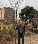 Alnus Cordata-Kızılağaç Fidanı 300-400 cm Boy Gövde Çevresi 22-26 cm
