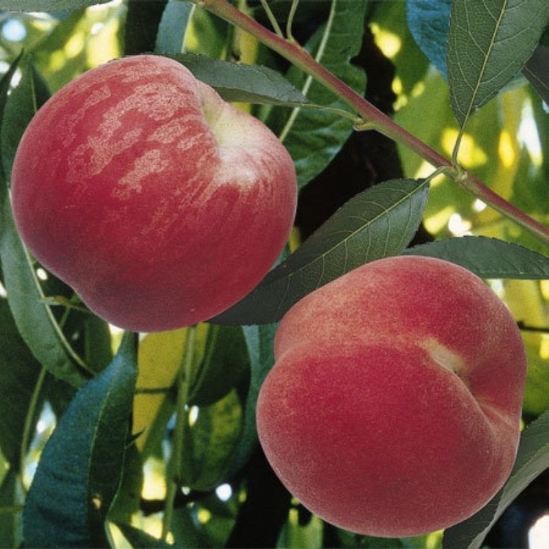 Şeftali Fidanı 150-200 cm-3-4 Yaş-Tüplü