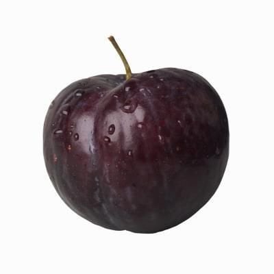 Erik ( Showtime Erik) Fidanı 150-200 cm-3-4 Yaş-Tüplü