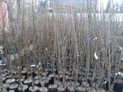 Erik ( Showtime Erik) Fidanı 150-200 cm-3-4 Yaş-Tüplü