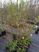 Şeftali Fidanı 150-200 cm-3-4 Yaş-Tüplü