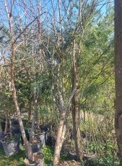 Salix Caprea-Keçi Söğüdü  Fidanı Boy 300 cm-Gövde Çevresi 16-20 cm