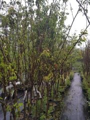 Kayısı ( Roksana) Fidanı- 6-7 Yaş, 230 cm-Gövde Çapı 10-14 cm