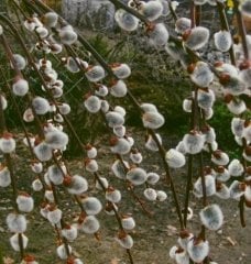 Salix Caprea-Keçi Söğüdü  Fidanı Boy 300 cm-Gövde Çevresi 16-20 cm