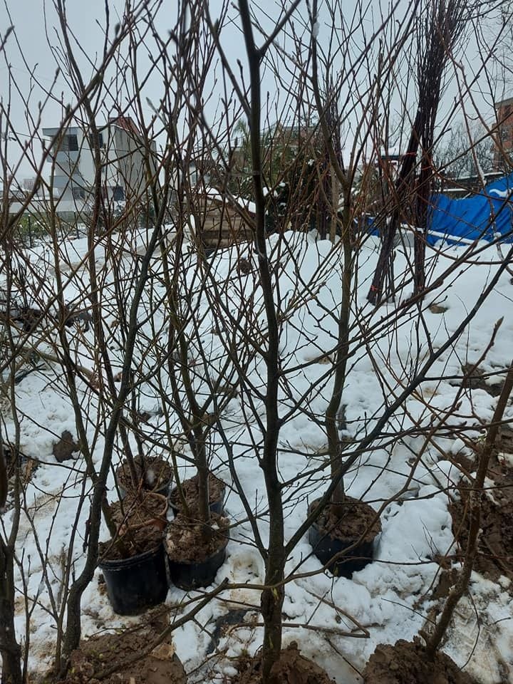 Alnus Cordata-Kızılağaç Fidanı 200 cm Boy Gövde Çevresi 10-14 cm