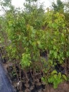 Kayısı (Şekerpare) Fidanı 150-200 cm-3-4 Yaş-Tüplü