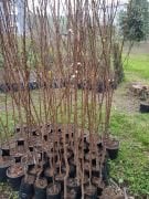 Kayısı (Şekerpare) Fidanı 150-200 cm-3-4 Yaş-Tüplü