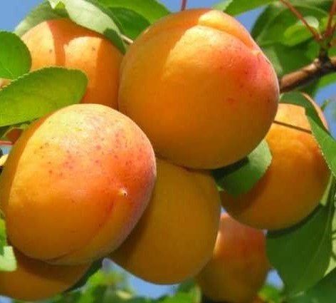 Kayısı (Şekerpare) Fidanı 150-200 cm-3-4 Yaş-Tüplü