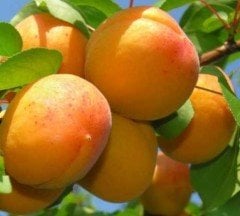 Kayısı (Şekerpare) Fidanı 150-200 cm-3-4 Yaş-Tüplü