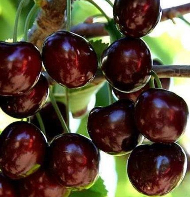 Kiraz (Regina) Fidanı 150-170 cm-Açık Köklü