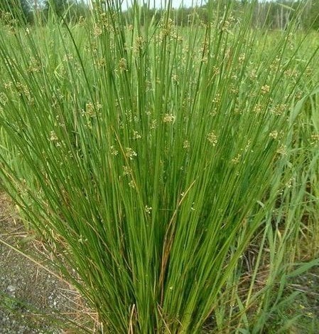 Juncus Effusus Bitkisi