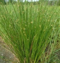 Juncus Effusus Bitkisi