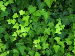 Hedera Helix Vantuzlu Orman-Duvar Sarmaşığı 20 cm