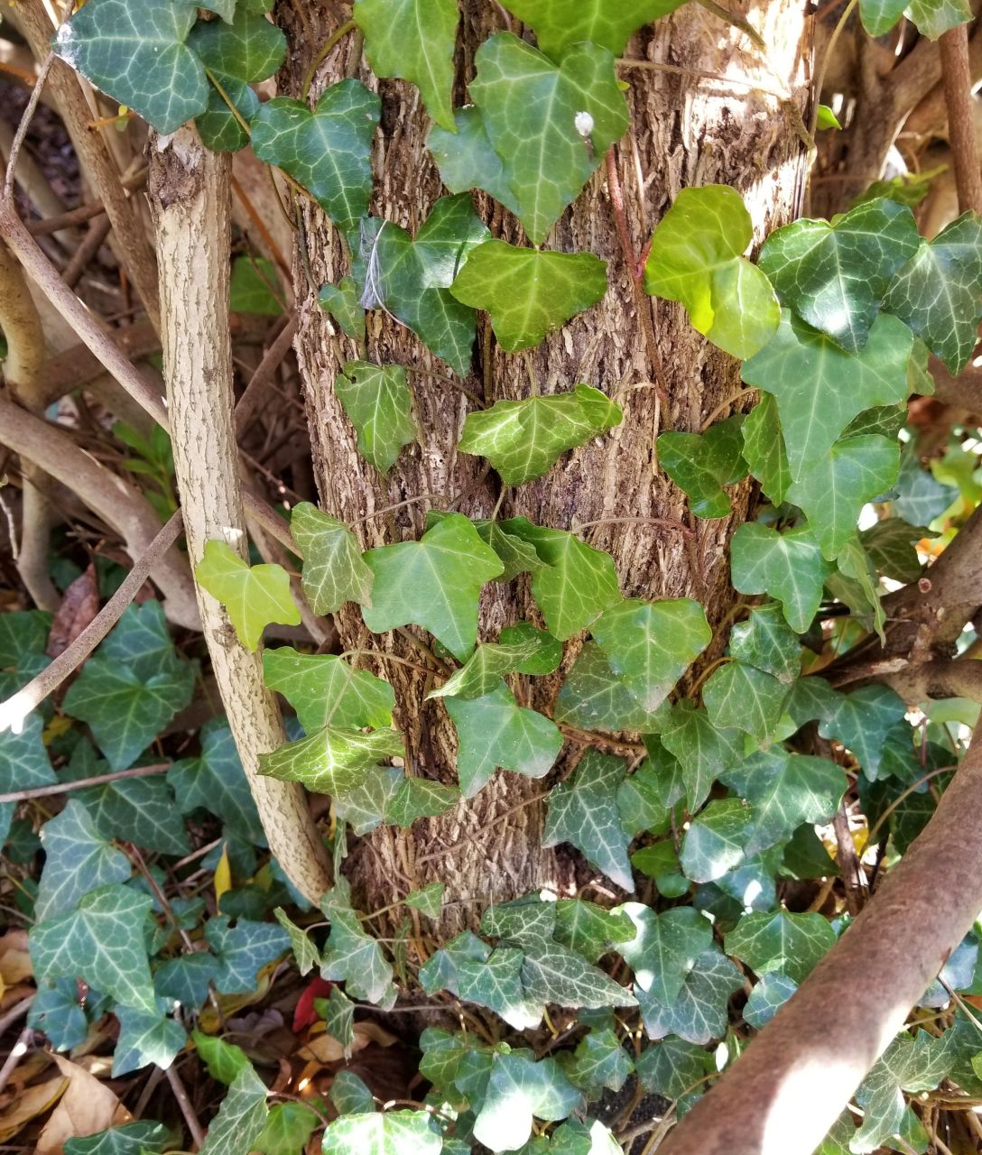 Hedera Helix Vantuzlu Orman-Duvar Sarmaşığı 20 cm