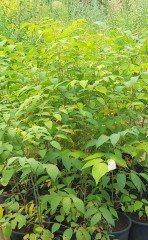 Decaisnea Fargesii  (Ölü Adamın Parmakları)-4 Yaş-130-150 cm
