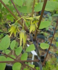 Decaisnea Fargesii  (Ölü Adamın Parmakları)-4 Yaş-130-150 cm