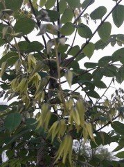 Decaisnea Fargesii  (Ölü Adamın Parmakları)-4 Yaş-120 cm