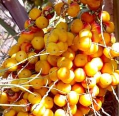 Jöle-Şarap Palmiyesi Fidanı 50-60 cm