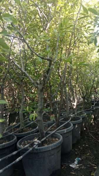 Fortuna Erik Fidanı 10 Yaş 220-260 cm-Gövde Çevresi 15-20 cm