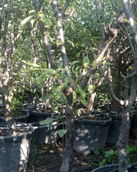 Fortuna Erik Fidanı 10 Yaş 220-260 cm-Gövde Çevresi 15-20 cm