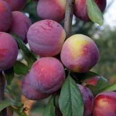 Fortuna Erik Fidanı 10 Yaş 220-260 cm-Gövde Çevresi 15-20 cm