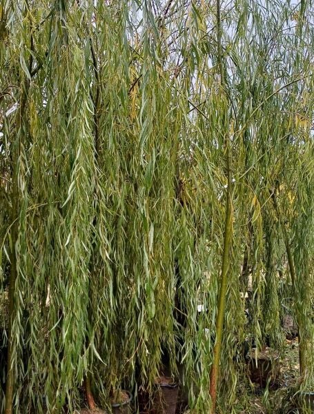 Salkım Söğüt Fidanı 300 cm-Gövde Çevresi 14-18 cm