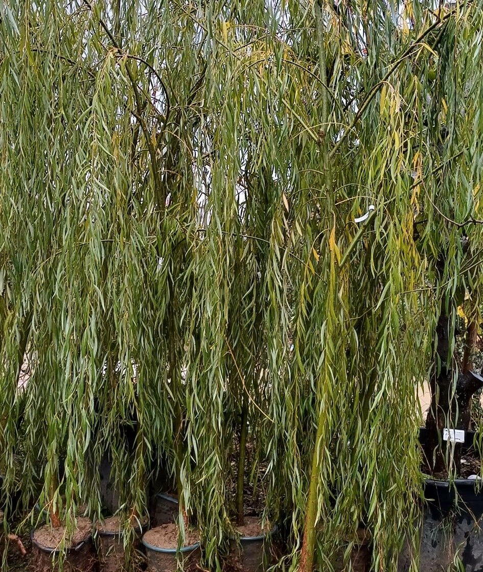 Salkım Söğüt Fidanı 300 cm-Gövde Çevresi 14-18 cm