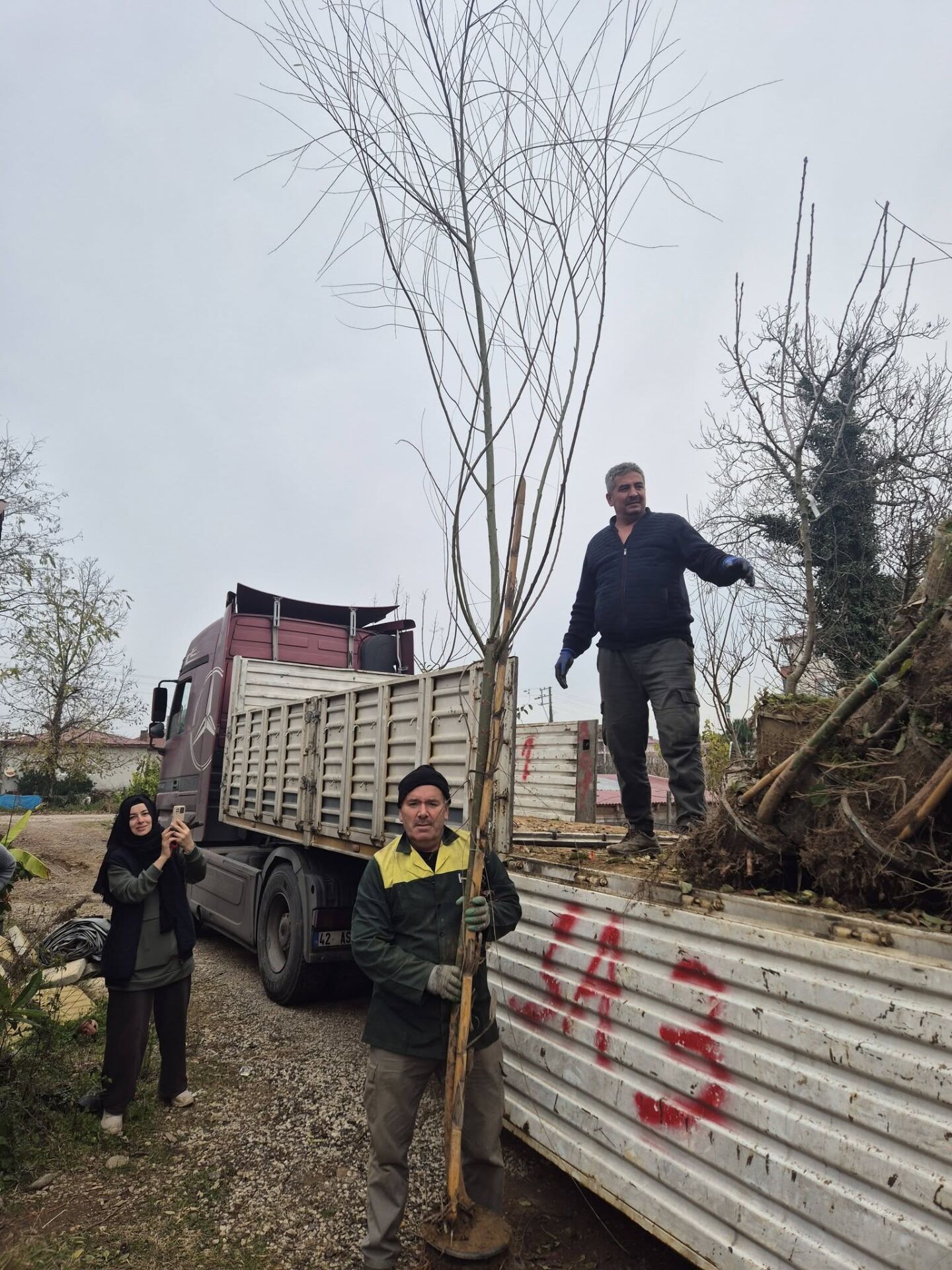 Salkım Söğüt Fidanı 400 cm-Gövde Çevresi 14-18 cm