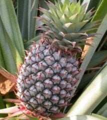 Ananas Fidanı 15-20 cm